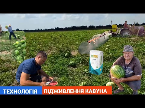 Видео: Підживлення кавуна у відкритому грунті без поливу