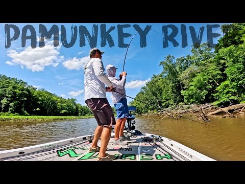 Видео: Ловля окуня на реке Памунки. Приливная рыбалка! (Флиппинг и лягушатник)