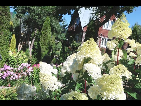 Видео: Прогулка по саду -август-2020г под красивую мелодию и пение птиц