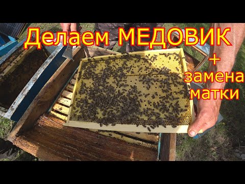 Видео: Делаем МЕДОВИК + ЗАМЕНА МАТКИ! Главный взяток