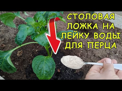 Видео: Что я добавляю в воду при посадке рассады перца в грядку и собираю урожай тоннами летом. Перец.
