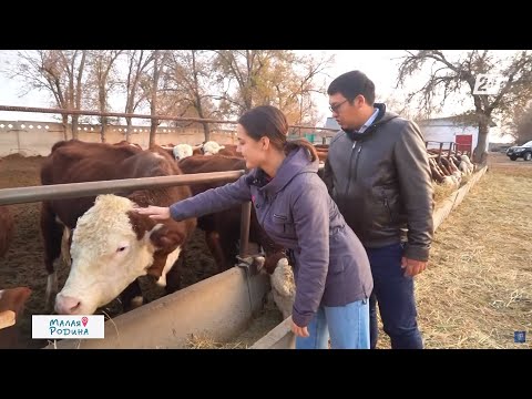 Видео: Семейный сельскохозяйственный бизнес братьев из села Бирлик | Малая родина