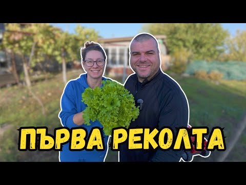 Видео: Първа реколта от нашата градина | Милчеви БГ