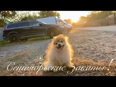 Видео: БАБОЧКА - БРАЖНИК И ПРИКОЛЬНЫЕ СОБАКИ НА ПРОГУЛКЕ...