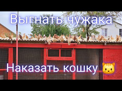 Видео: Голуби  чужак и кошка 🐱