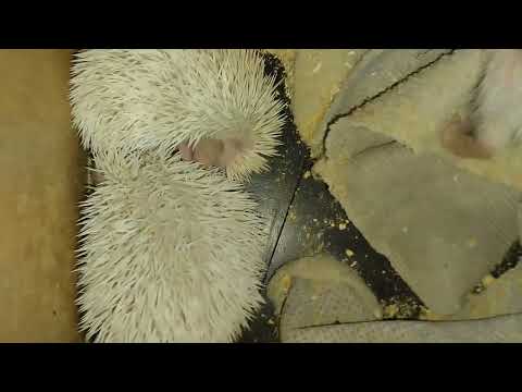 Видео: 🥰🦔Новорожденные ежата Филы День 16. Newborn hadgehogs Fila Day 16. #ezhikafro #hedgehog #newbornbaby