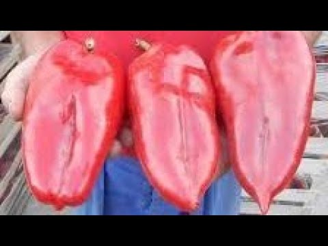 Видео: Самые урожайные сорта перца в открытом грунте!