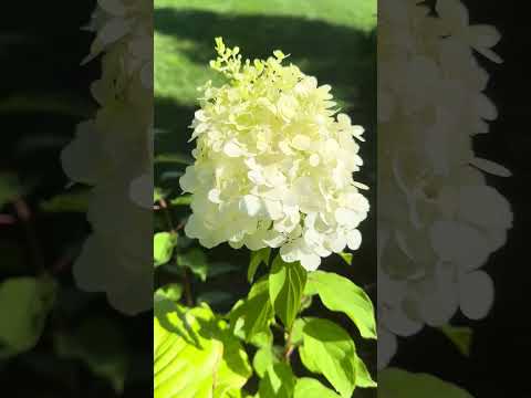 Видео: Цветение метельчатых на 30/07/2025. Полная версия