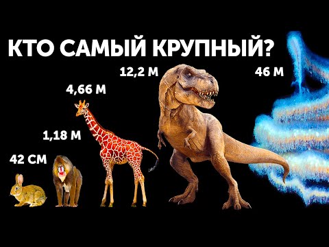 Видео: Кто самый крупный из животных (И это не кит!)