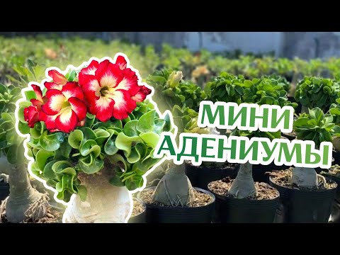 Видео: Почему Мини Адениум это Тренд?