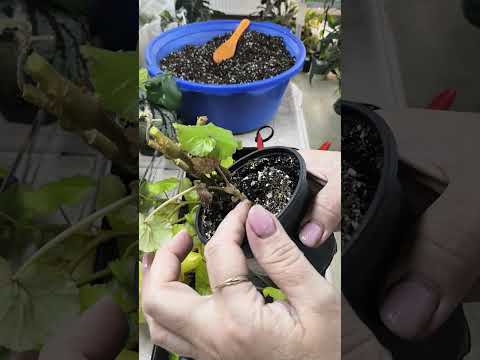 Видео: Черенкую бегонию Глюар де Лорен. Все просто! #комнатныерастения #растения #бегонии #бегония