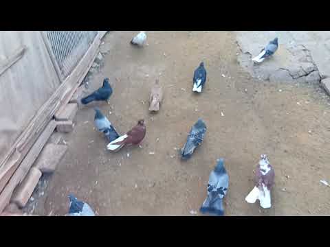 Видео: 7 октября 2025 г.