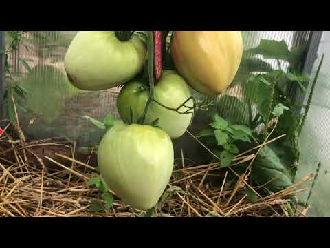 Видео: Достойные сорта томатов вашей теплицы.