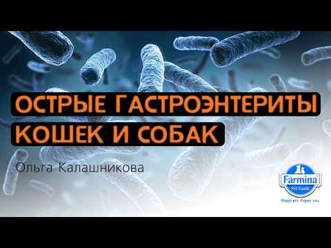 Видео: Острые гастроэнтериты собак и кошек