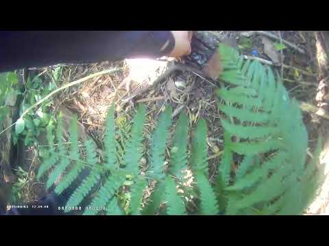 Видео: Сокровища и Артефакты времени! Минни экспедиция , поход!