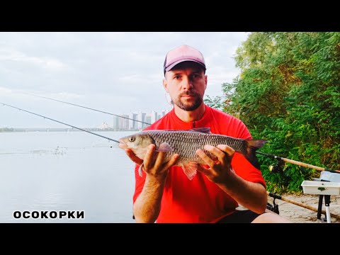 Видео: ТРОФЕЙ сезону🦈🎣  Клювання - віддай фідер❗Осінні ЛЯЩІ пруть 🐟  Рибалка в Києві #fishing #рибалка