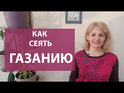Видео: ГАЗАНИЯ (ГАЦАНИЯ) Как сеять газанию на рассаду