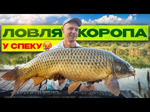 Видео: Короп при +25°C у воді 🌡️ Де шукати і як ловити