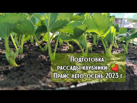 Видео: ‼️Начинаем подготовку рассады клубники‼️Прайс лето-осень 2023 г.🍓🍓🍓