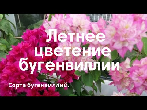 Видео: Летнее   цветение бугенвиллии. Сорта бугенвиллий.