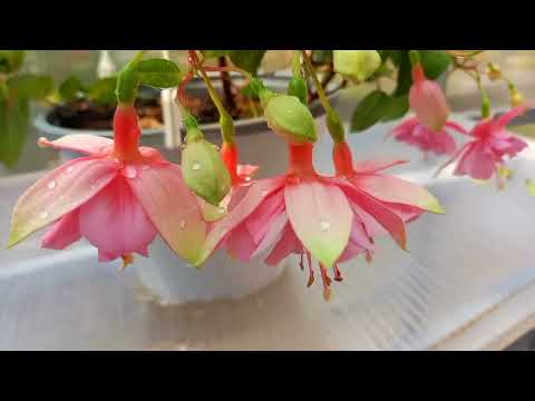 Видео: Фуксия Pink Galore #flowers #fuchsia #сортовыефуксии