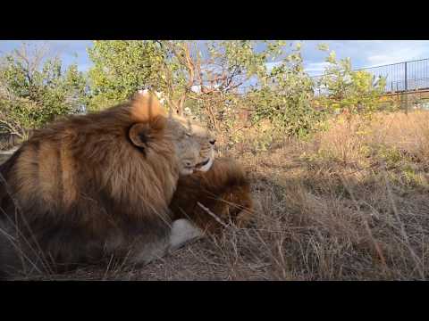 Видео: Лев Дейл ПРОВОЦИРУЕТ Чука и Гека !!!