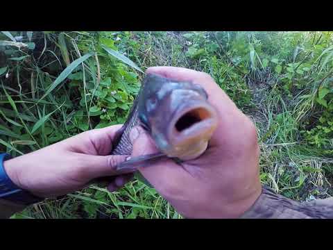 Видео: карась на кустарную удочку на речке(боковой кивок) 2020
