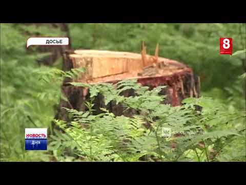 Видео: Незаконная вырубка деревьев в охранных зонах ЛЭП может обернуться трагедией 19 06 2017