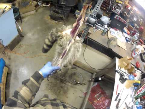 Видео: Профессиональная обработка меха енота. Часть 1. Снятие шкуры