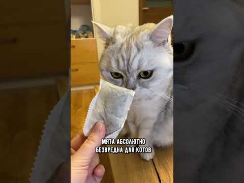 Видео: Кошачья мята: для чего она нужна и как влияет на кошек #кот #котики #коты