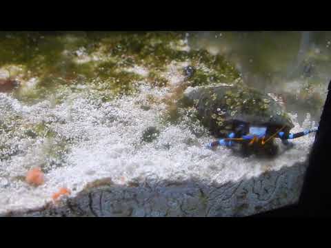 Видео: Не человеческие условия в морском аквариуме.