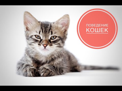 Видео: Коррекция нежелательного поведения кошек