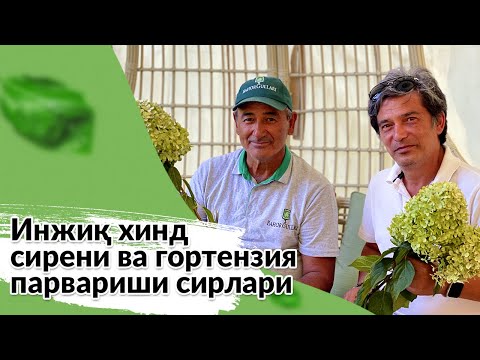 Видео: Инжиқ ҳинд сирени ва гортензия парвариши сирлари хақида биласизми?