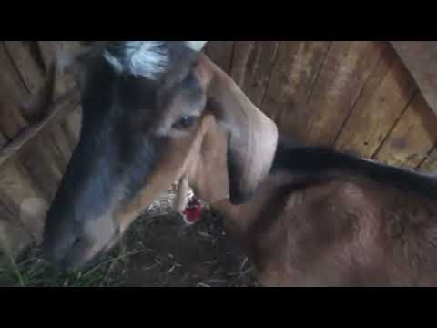 Видео: Сода для козы