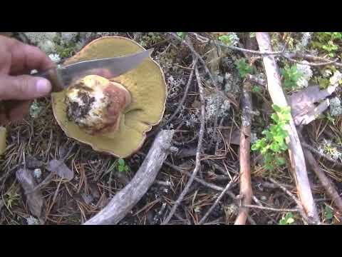 Видео: Грибочки Судоверфь. Коми край. Ukhta.
