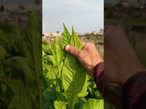 Видео: Кубан Криолло, сигарники, спелость.