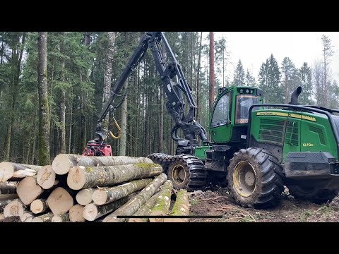 Видео: Смешанный Лес,Рабочие моменты в лесной сфере