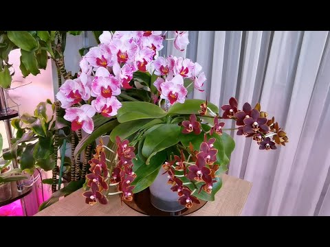 Видео: На что способны эти орхидеи. Листья, корни и цветы. Пришлось заталкивать фитиль.