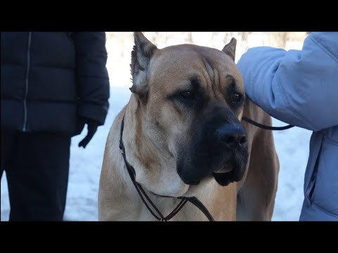 Видео: ДТ - 294. Агрессия кане-корсо на собак и людей - работа с кинологами до года без результата