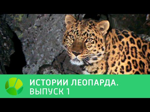 Видео: История леопарда. Выпуск 1 | Живая Планета