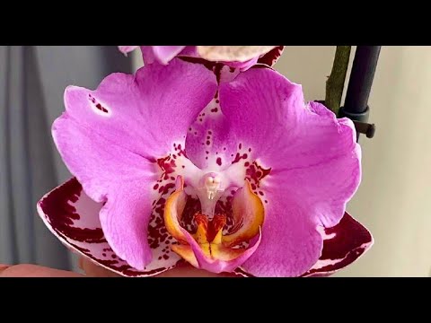 Видео: Поступление шикарных орхидей Попкорн, Каода, Урсула, Лиодоро, Каменная Роза, чудесные новинки...