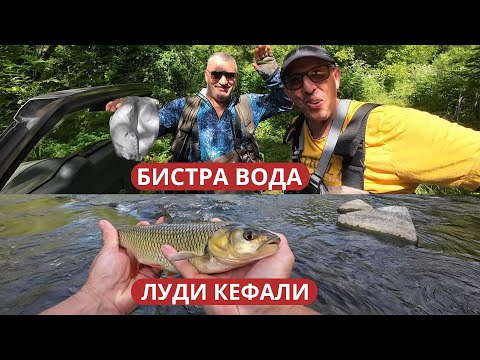 Видео: БИСТРА ВОДА, ЛУДИ КЕФАЛИ