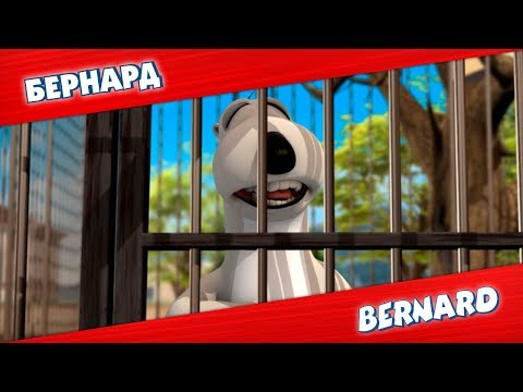 Видео: БЕРНАРД: Зоопарк и многое другое | Подборка серий