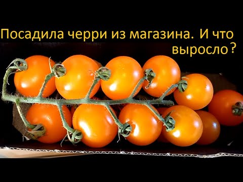 Видео: А что вырастет, если черри из магазина посадить? Смотрите)