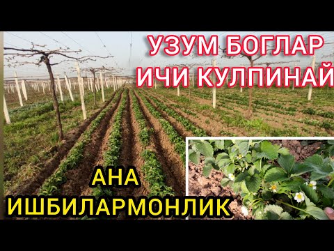 Видео: ТОЖИКИСТОНЛИК УЗБЕК ДЕХКОНЛАРНИ ИШИНИ КУРИНГ