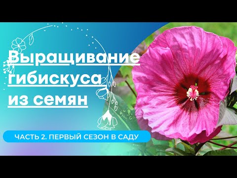 Видео: Как легко вырастить ГИБИСКУС ИЗ СЕМЯН.  Часть2. Первый сезон в грунте