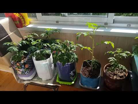 Видео: Мой огород на балконе
