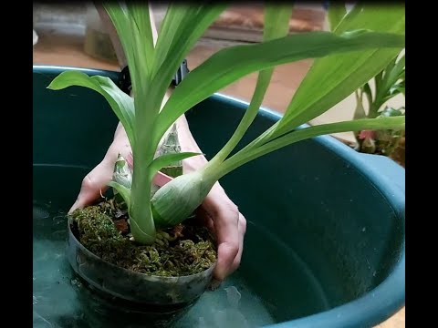 Видео: Полив морковок - важнейшая составляющая для активного роста. Катасетум или орхидея морковка.