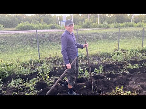 Видео: Едим к маме  собирать урожай!! Есть работа для меня!!,жизнь в селе
