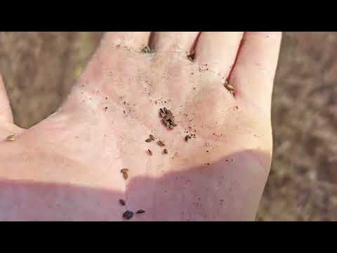 Видео: Уборка фацелии на семена.